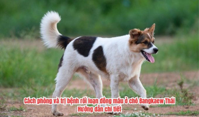 Cách phòng và trị bệnh rối loạn đông máu ở chó Bangkaew Thái: Hướng dẫn chi tiết