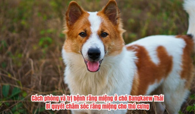 Cách phòng và trị bệnh răng miệng ở chó Bangkaew Thái: Bí quyết chăm sóc răng miệng cho thú cưng