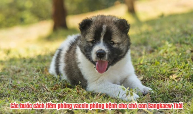 Các bước cách tiêm phòng vacxin phòng bệnh cho chó con Bangkaew Thái