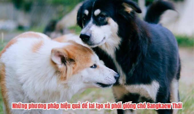 Những phương pháp hiệu quả để lai tạo và phối giống chó Bangkaew Thái