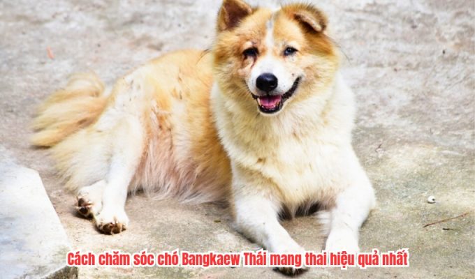 Cách chăm sóc chó Bangkaew Thái mang thai hiệu quả nhất