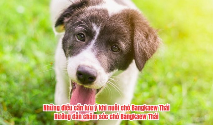 Những điều cần lưu ý khi nuôi chó Bangkaew Thái: Hướng dẫn chăm sóc chó Bangkaew Thái