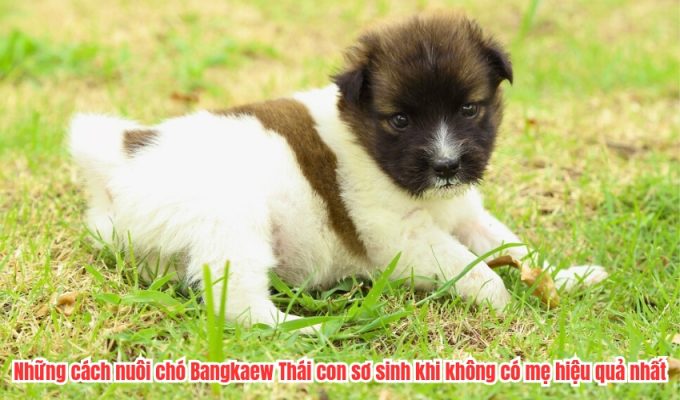 Những cách nuôi chó Bangkaew Thái con sơ sinh khi không có mẹ hiệu quả nhất